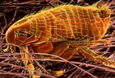 Anotaciones para la Historia de la Entomología Médica en Colombia