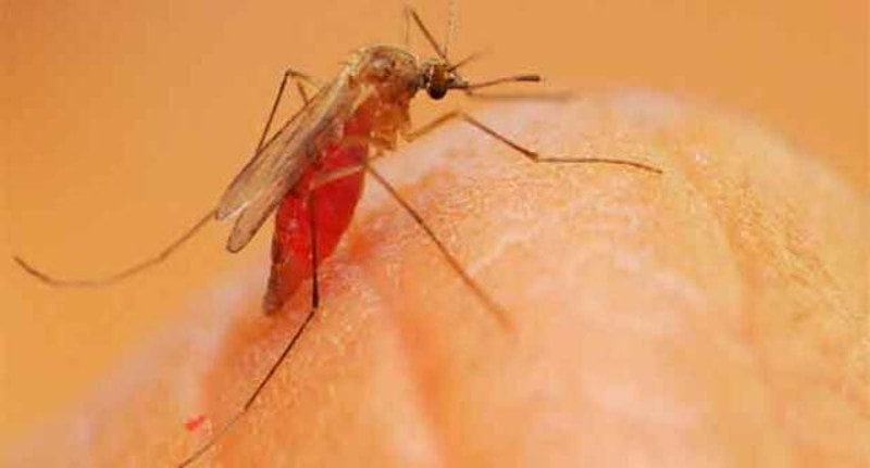 La Bartonelosis en Nariño