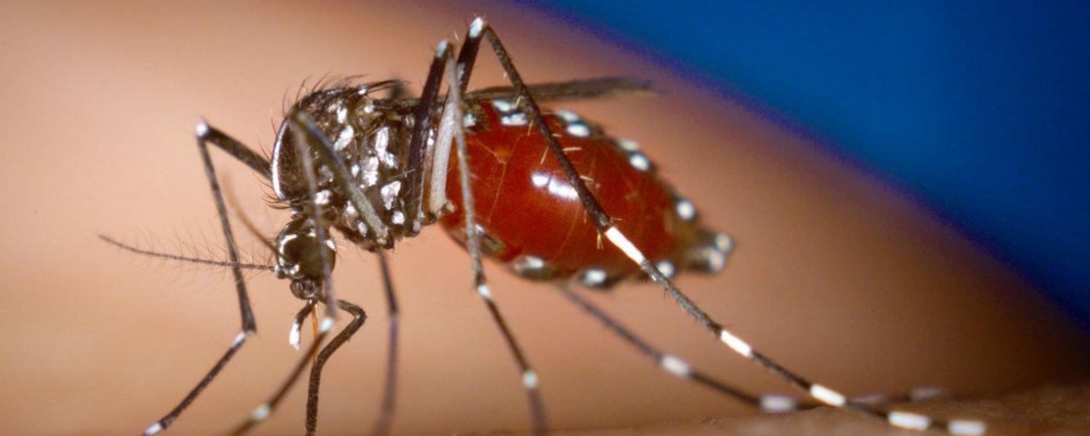chikungunya