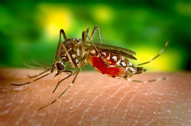enfermedades-tropicales-dengue