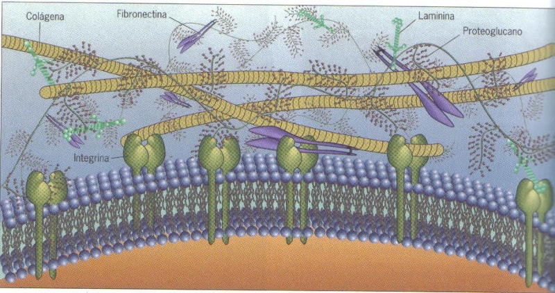 matriz extracelular