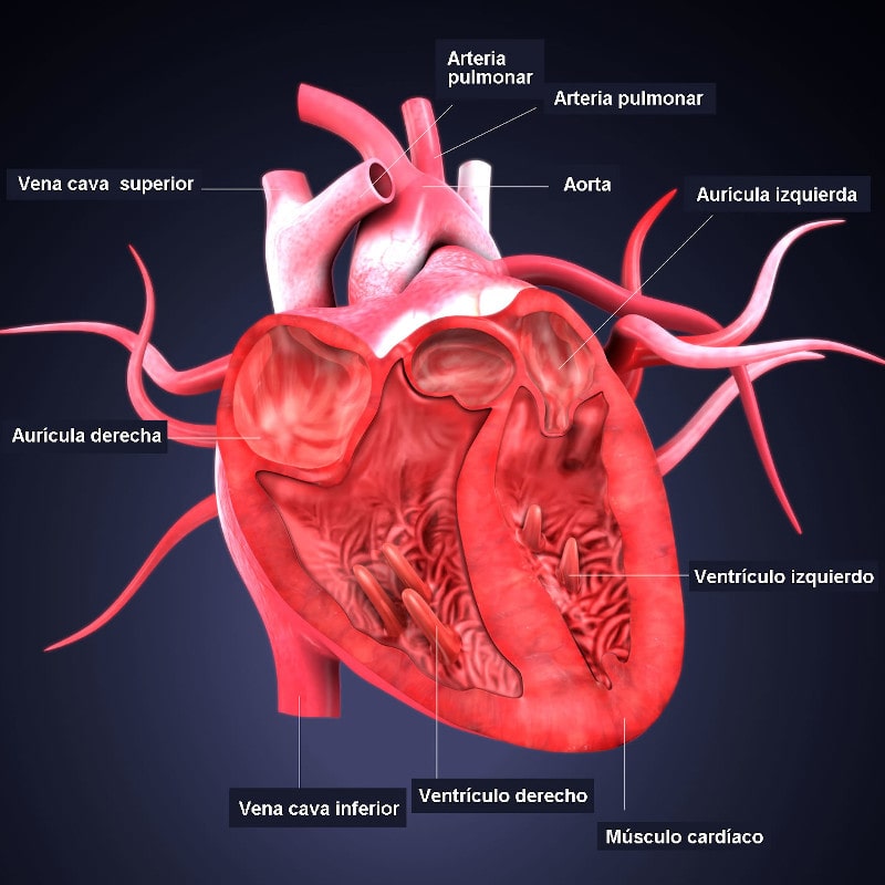 Corazon-anatomia-humana