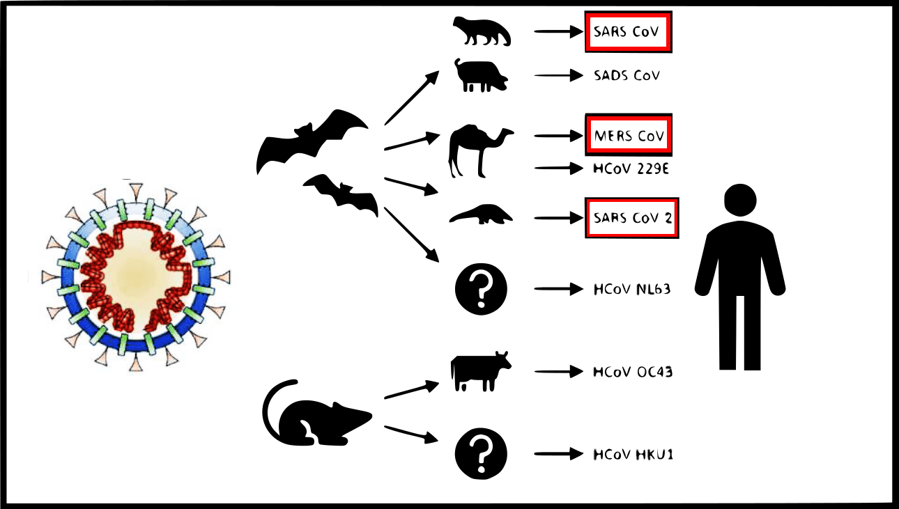 coronavirus-animales-humanos
