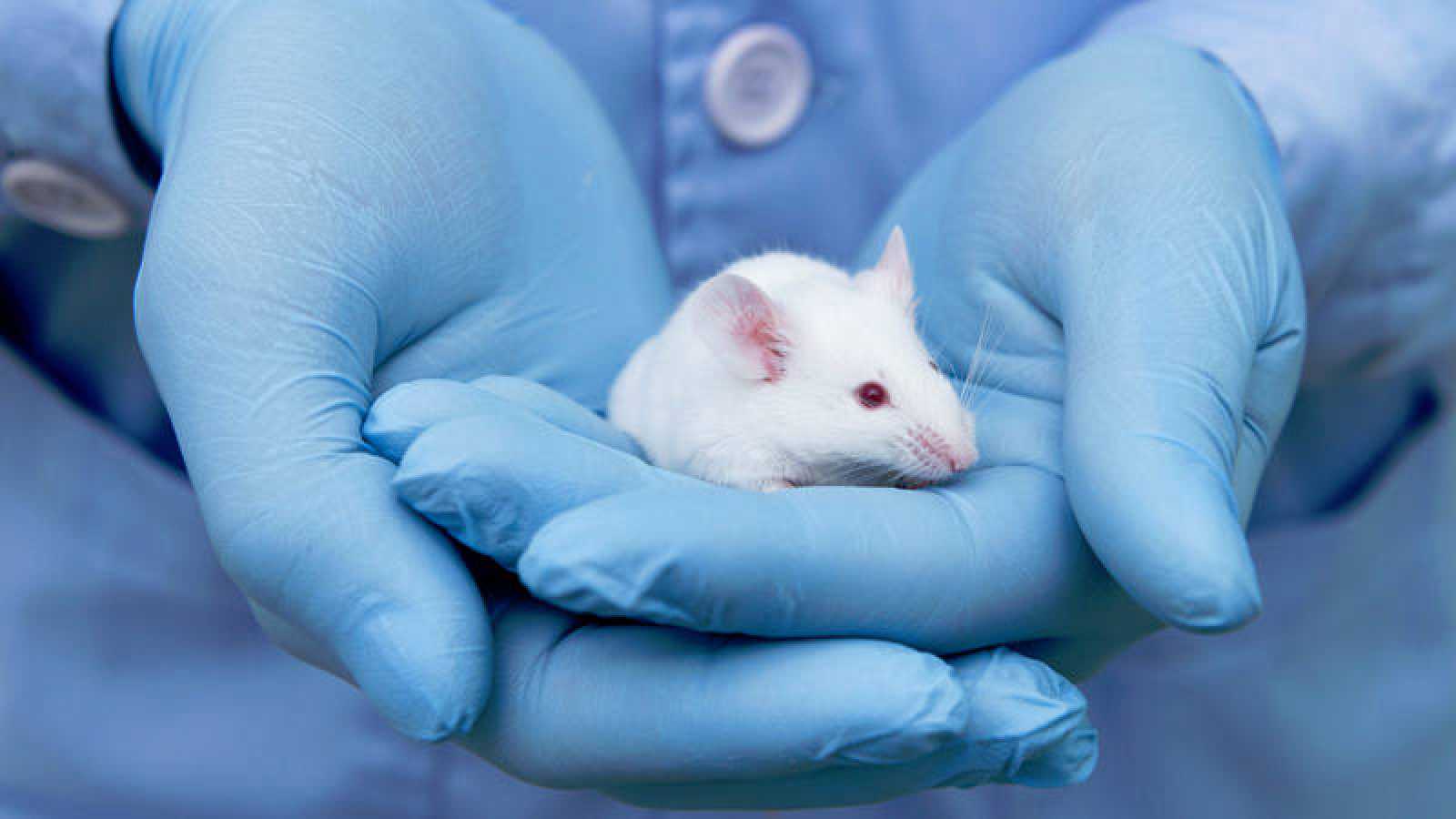 animales-de-laboratorio