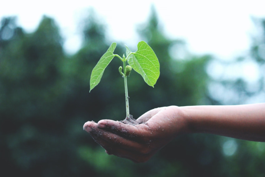 planta-tierra-ecosistema