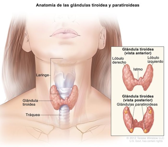 anatomía de glándulas tiroidea y paratiroidea