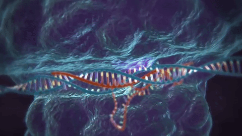 CRISPR Cas9