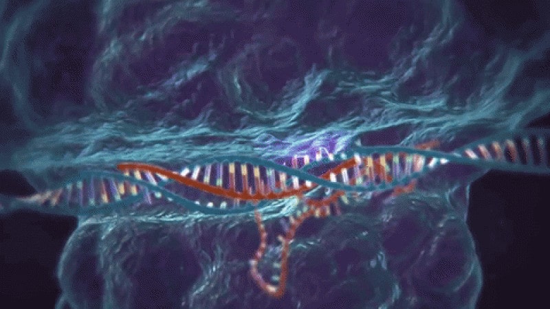 sistemas CRISPR Cas9
