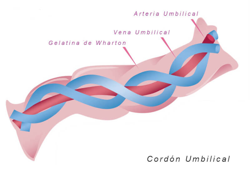 cordón umbilical y celulas madre
