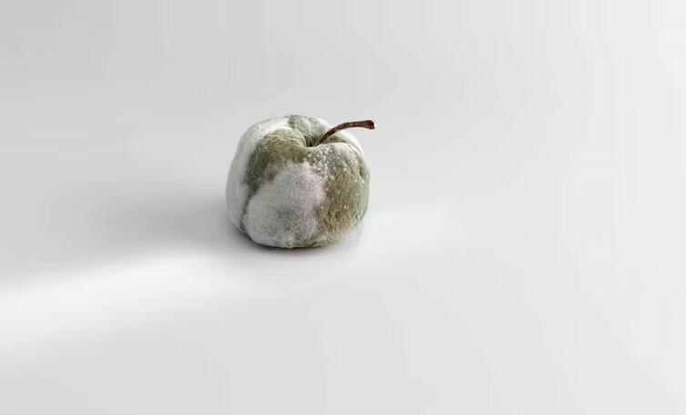 Podredumbres nobles manzana fermentada con penicillium candidum y penicillium roquefortis