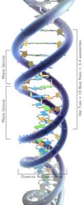 estructura ADN - Watson y Crick