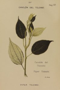 Canelón de Telembi