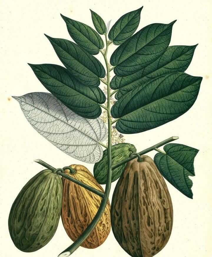flora-expedición-botánica-Mutis