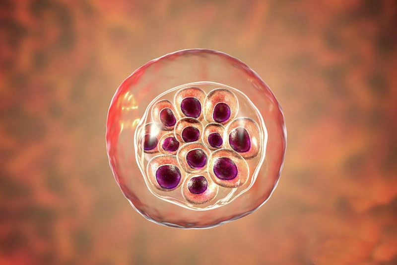 plasmodium_vivax